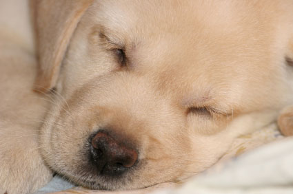 Do Some Dogs Get Their Service Dog Training In he Womb? for post Do Some Dogs Get Their Service Dog Training In he Womb?