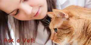 Cat-Ask-a-Vet-Chiwah-Carol-Slater-Word-Weaver-Chiwah-petwrites.com-copyright-mtr-300px