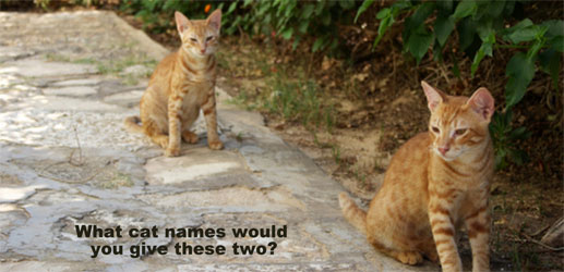 What Do Your Cat Names Say About YOU?