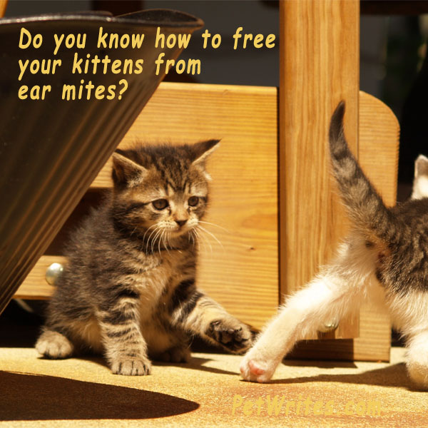 How Do You Check for Ear Mites in Cats?