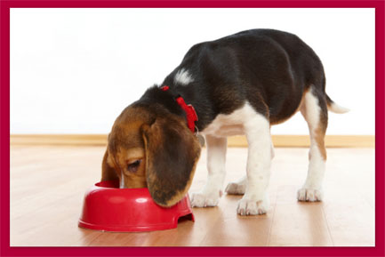 Beagle eating, red border