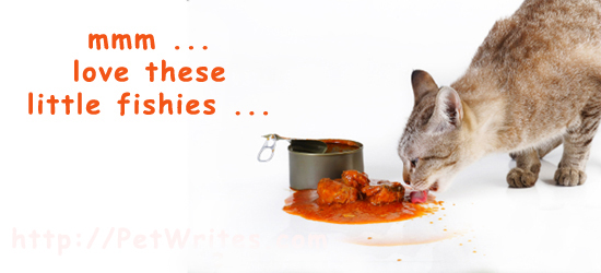 Can You Feed Cats Sardines? Are They a Better Choice than Tuna?