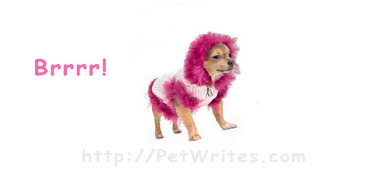 Is a Fancy Coat All a Teacup Chihuahua Needs to Get Through the Winter?