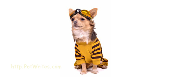 Need Some Tips to Get Your Teacup Chihuahua Ready for Halloween?