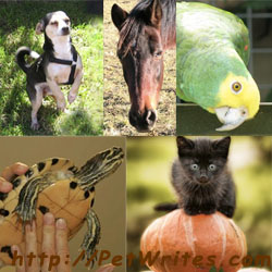 5-Animal Collage watermarked