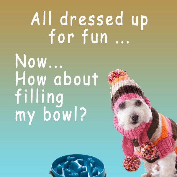 Terrier, Silly New Hat, Blue Slow Feed Dog Bowl