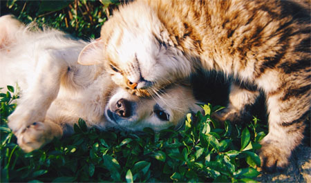 Cat and Dog on Grass