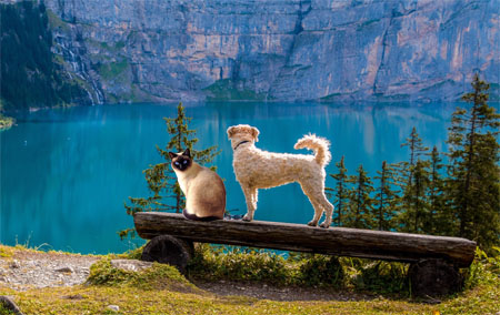 Cat and Dog on Log at Mountain Pool